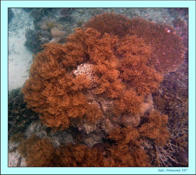 2009    07    Manatabuan 21